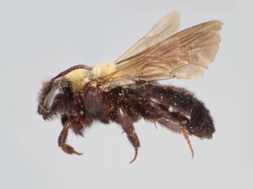 [Andrena vicinoides female thumbnail]